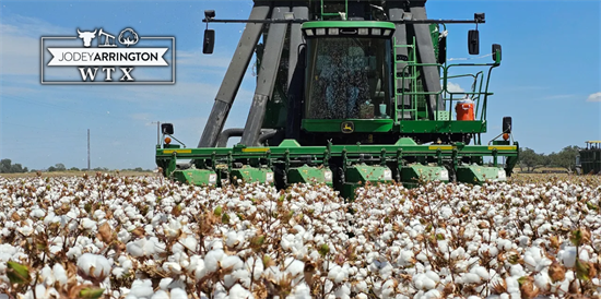 china cotton thumbnail.png